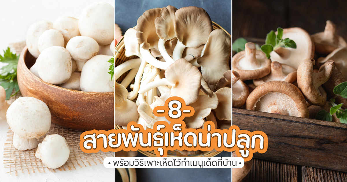 8 สายพันธุ์เห็ดน่าปลูก พร้อมวิธีเพาะเห็ดไว้ทำเมนูเด็ดที่บ้าน