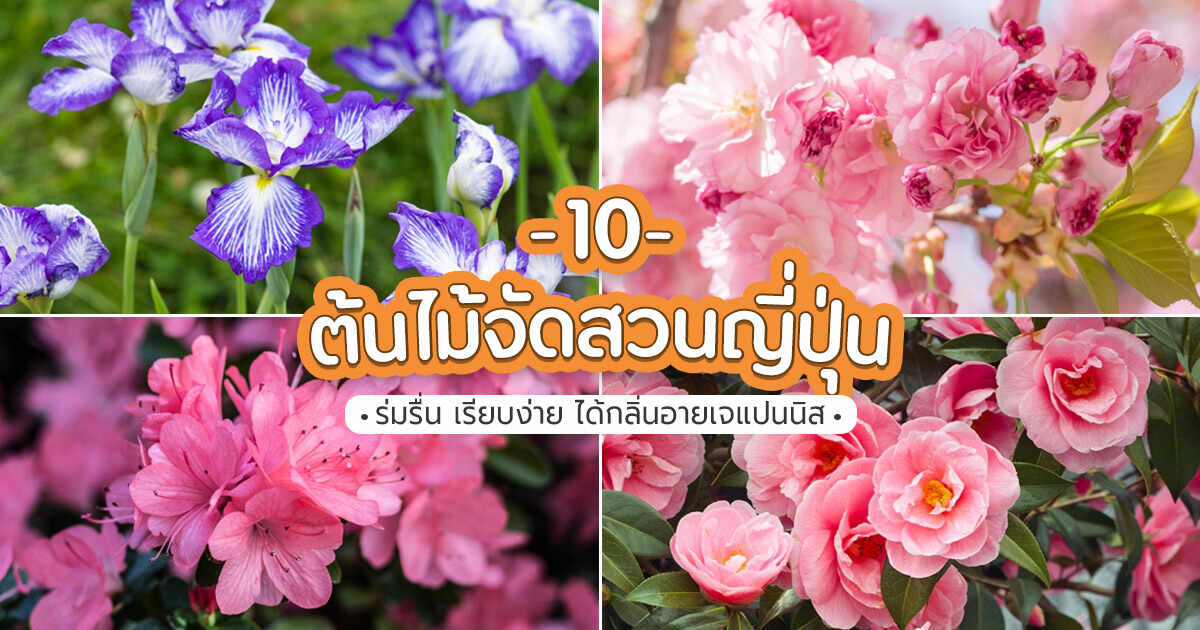 10 ต้นไม้จัดสวนสไตล์ญี่ปุ่น ร่มรื่น เรียบง่าย ได้กลิ่นอายเจแปนนิส