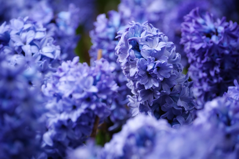 ดอกไฮยาซินธ์สีน้ำเงิน